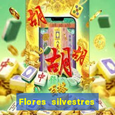 Flores silvestres brasileiras 25